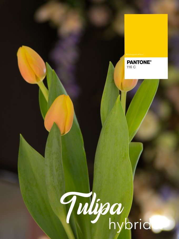 Fleurs de Mars photo 12